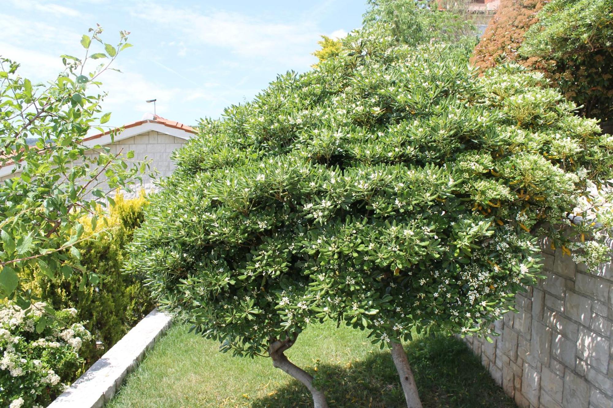 Apartment Mareblu *